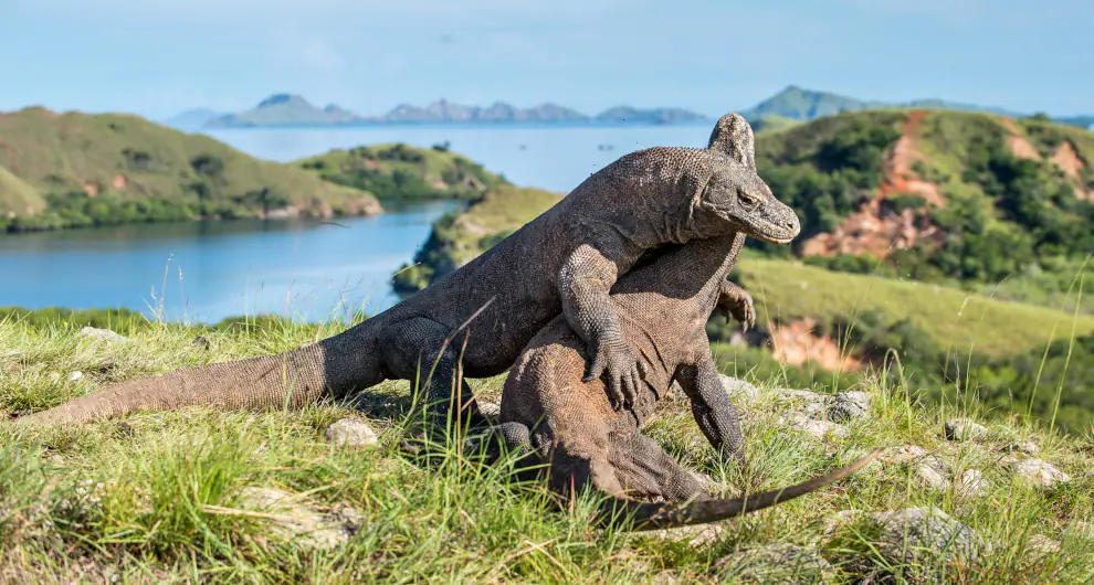 Two Komodo dragons on the savannah of Komodo National Park