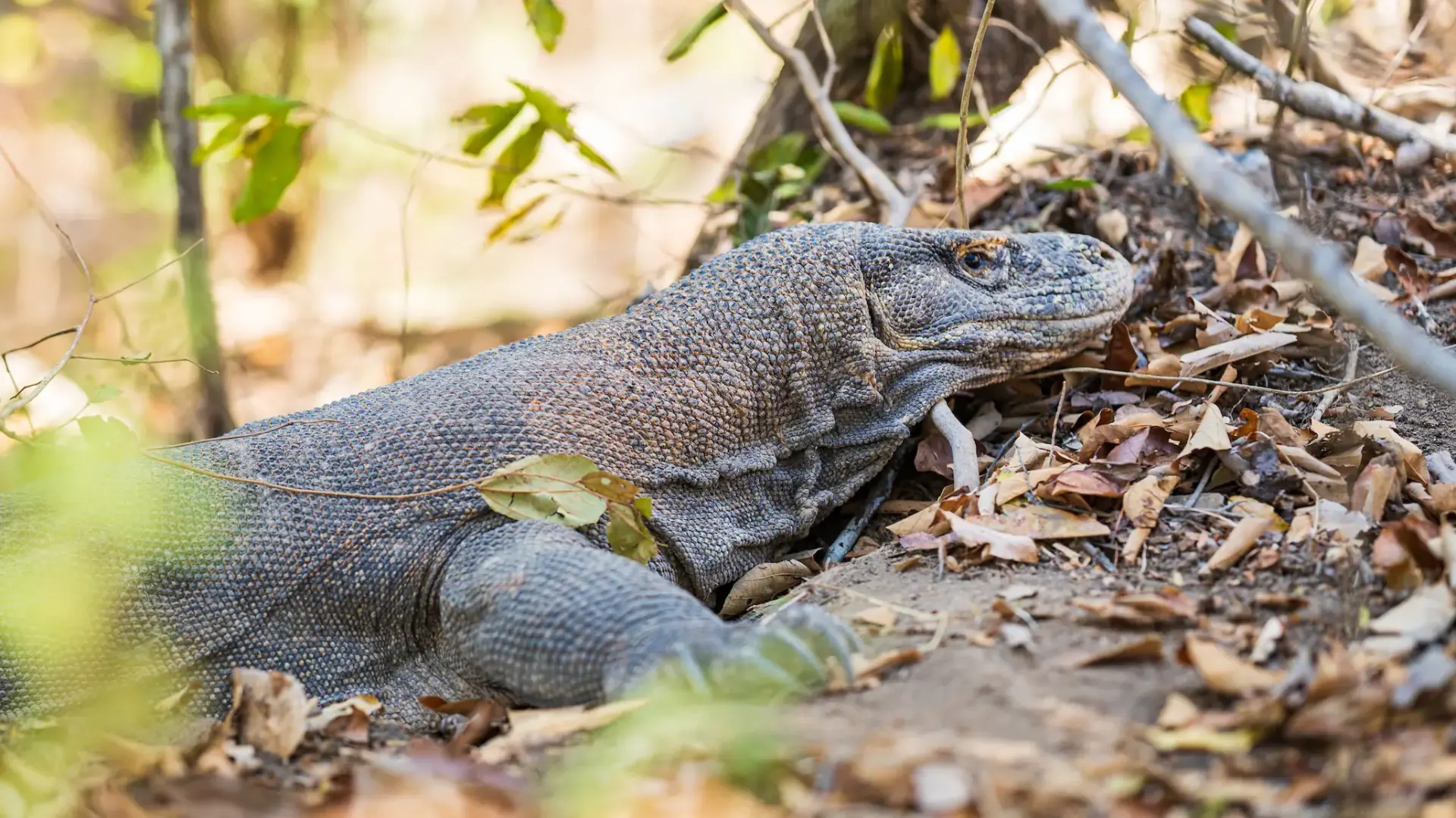 Komodo dragon resting in the shade on Komodo Island