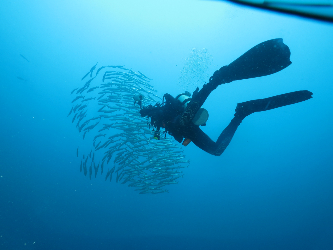 Scuba diver circling a school of barracuda in deep blue water