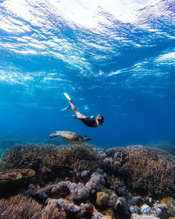 Snorkeler swimming above a sea turtle over vibrant coral in Komodo