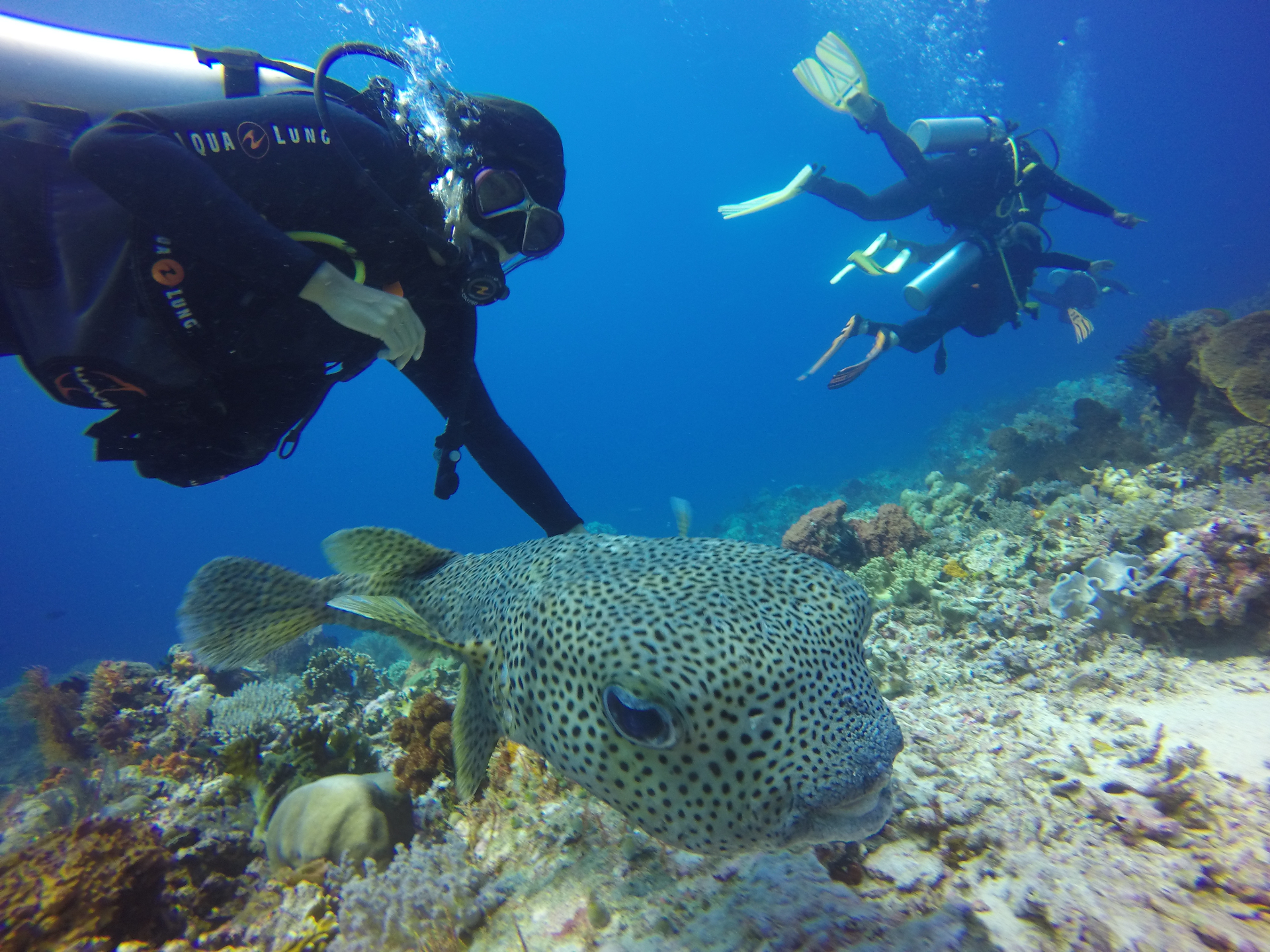 Giant spotted pufferfish drifting past two scuba divers exploring a Raja Ampat coral reef