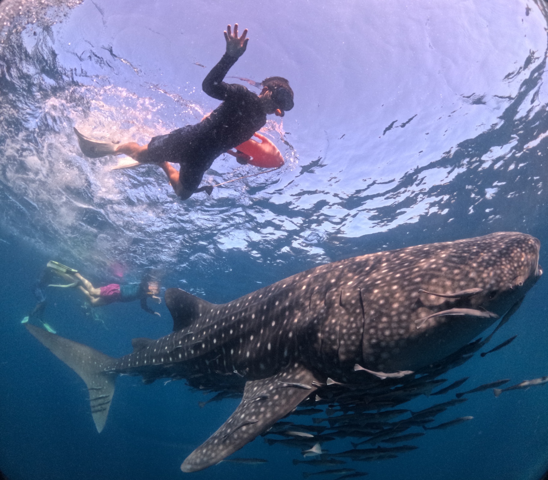 Snorkeler at the surface above a large whale shark cruising through a school of baitfish