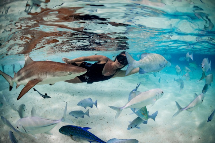 Guest snorkeling in shallow water beside a blacktip reef shark and tropical fish