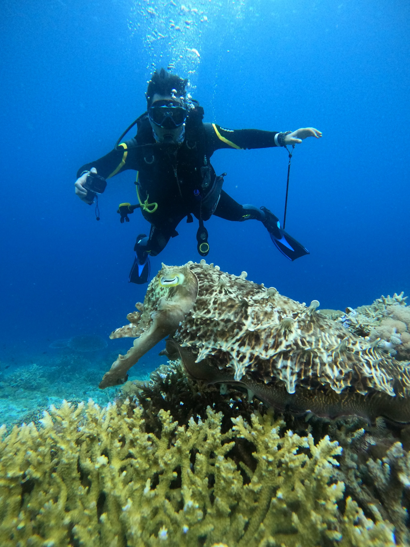Scuba diver hovering above a large cuttlefish perched on staghorn coral in deep blue Raja Ampat water