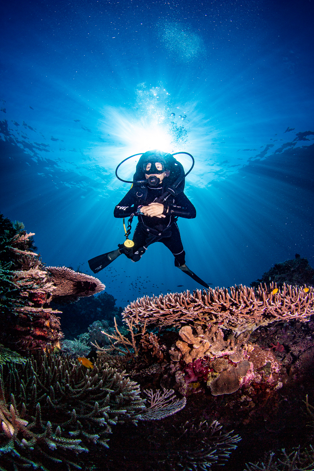Fenides diver above coral reef with sunburst overhead