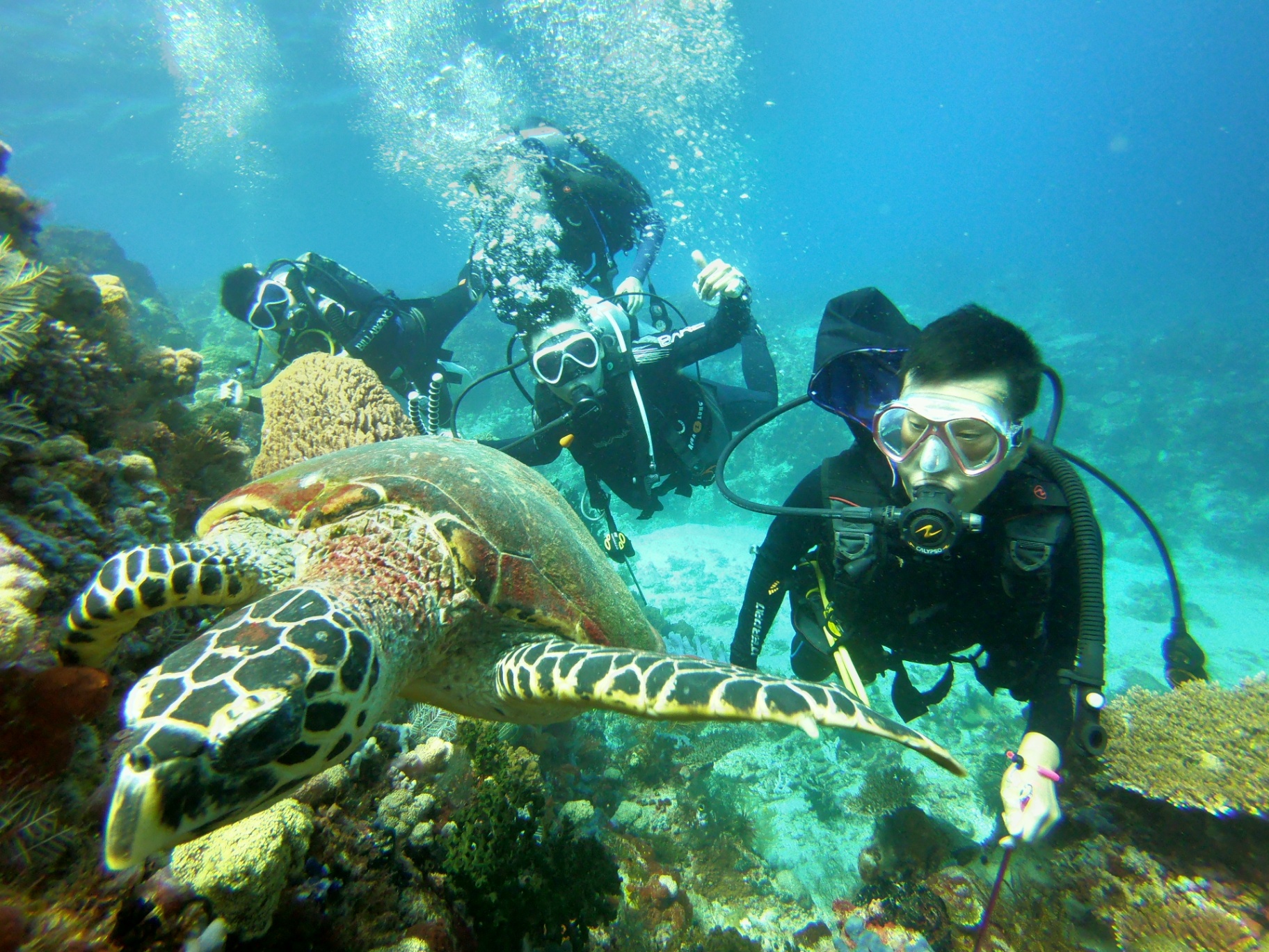 Hawksbill turtle gliding along the reef with three scuba divers watching closely behind
