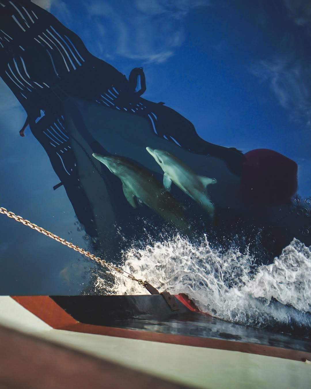 Two dolphins riding the bow wave of Samara II as she cruises through deep blue water